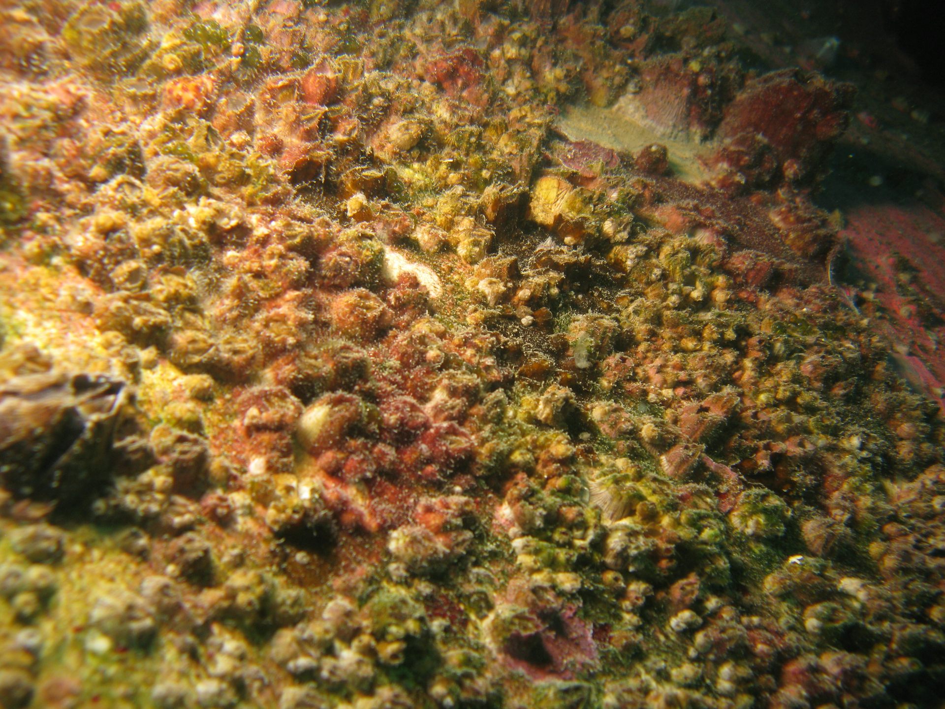 Biofouling accumulation on a ship's hull