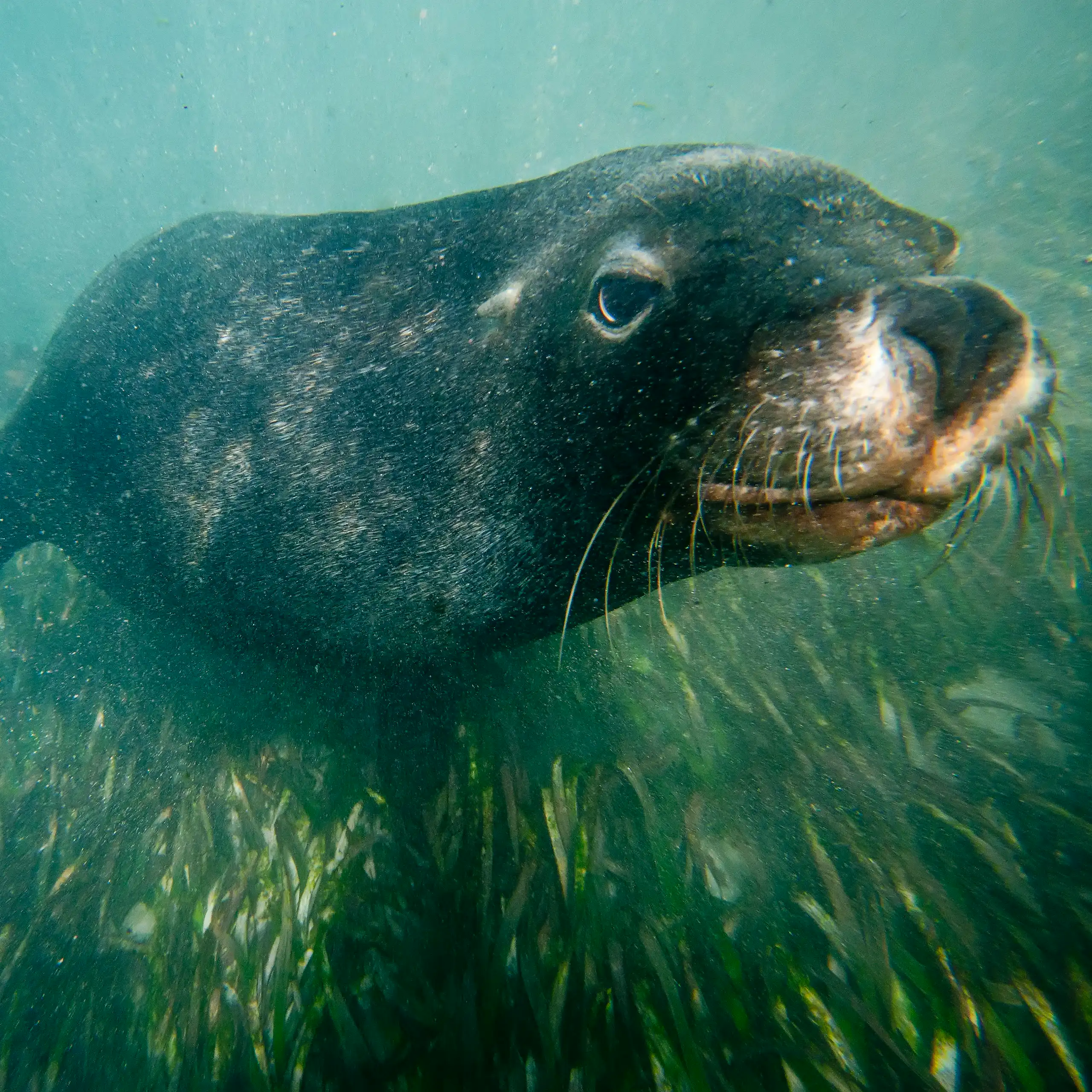 An Australian sea lion underwater