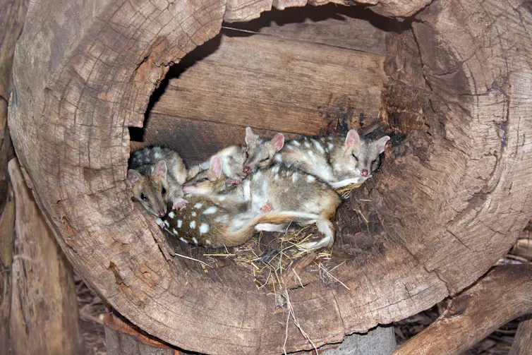 A family of eastern quolls asleep in a log.