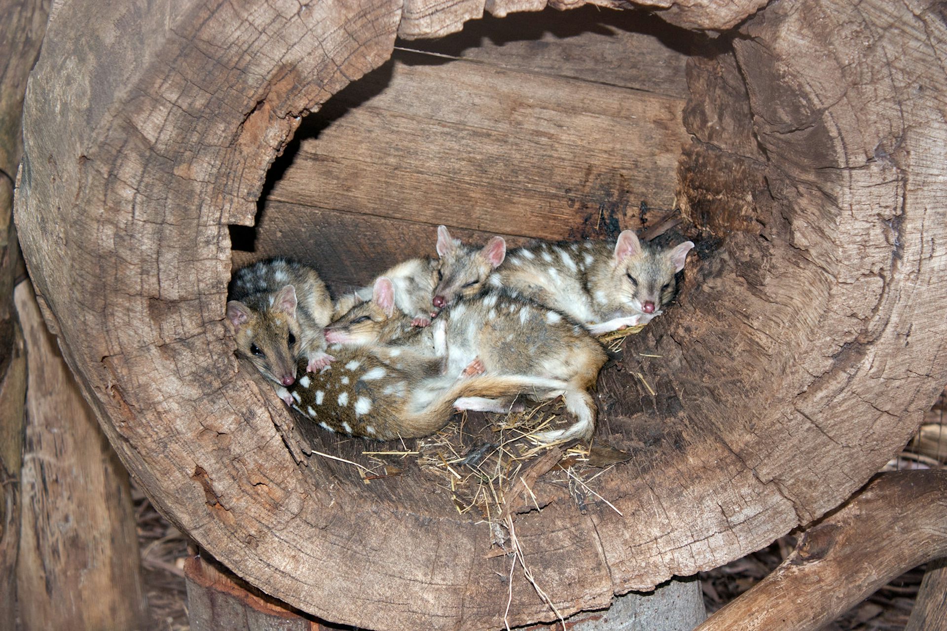 A family of eastern quolls asleep in a log.