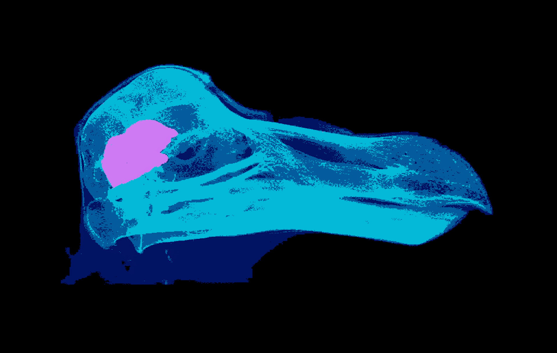 Dodos probably weren’t as stupid as historians made them out to be: new research
