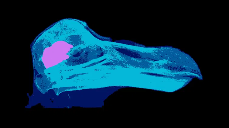 A spinning CT scanned dodo skull (specimen OUMNH-ZC-11605 - the 'Oxford Dodo') made transparent, with brain visible in pink