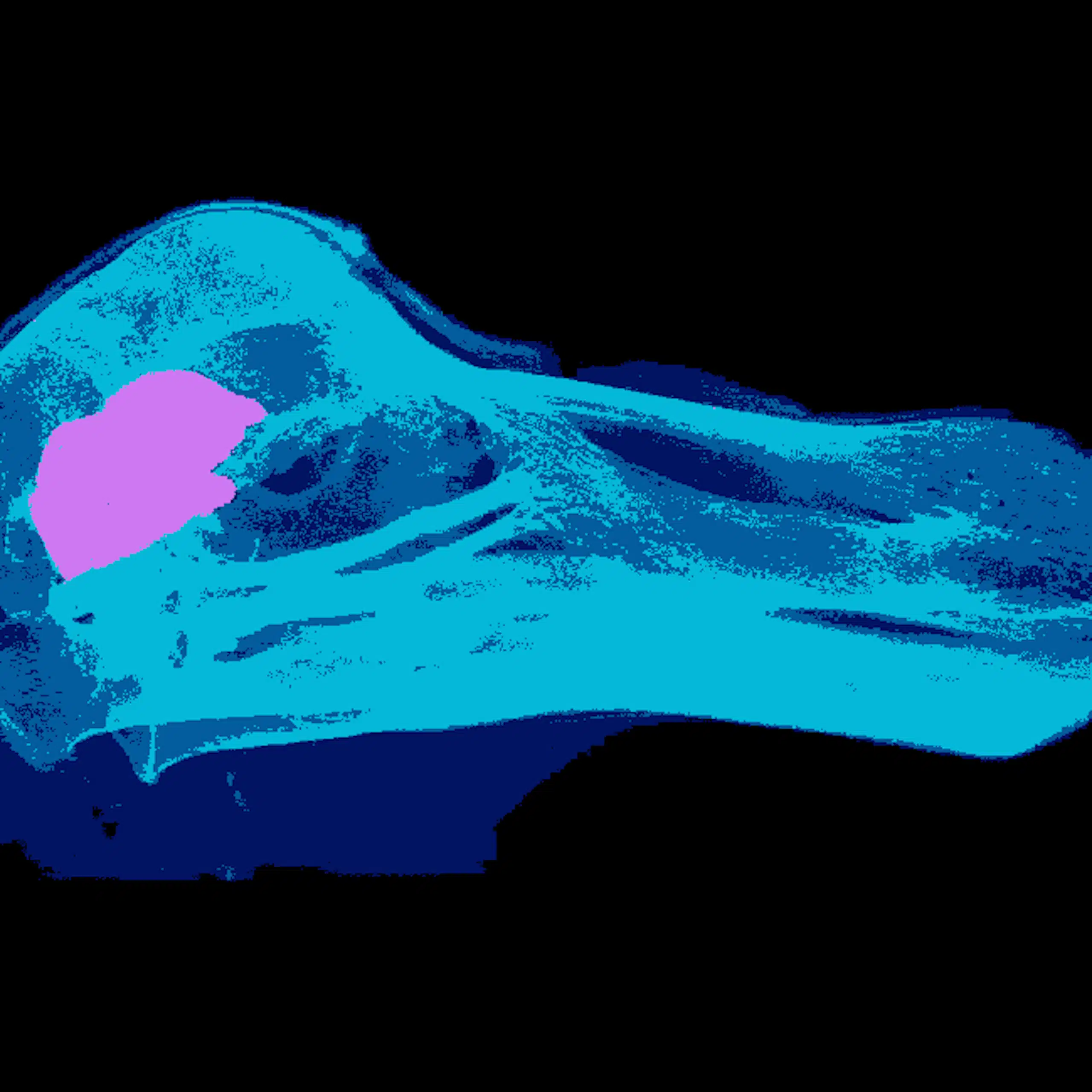 A spinning CT scanned dodo skull (specimen OUMNH-ZC-11605 - the “Oxford Dodo”) made transparent, with brain visible in pink