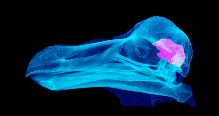 A blue bird's skull with a pink brain