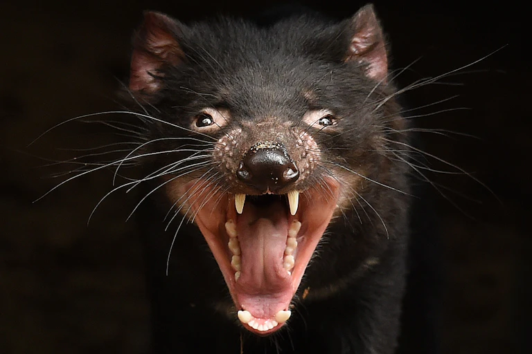 Close-up of a Tasmanian devil's face