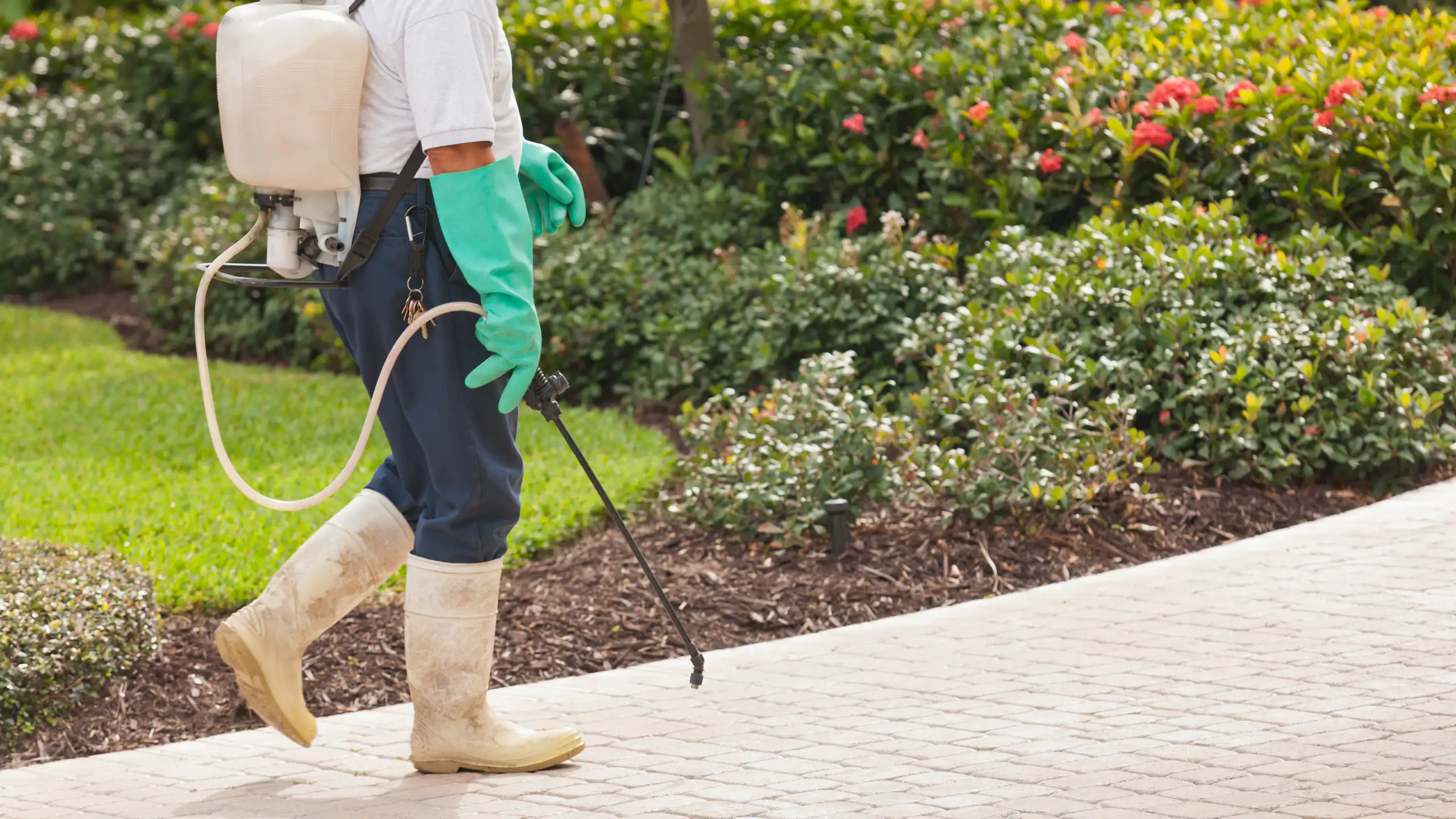 Person applying weed killer to garden.