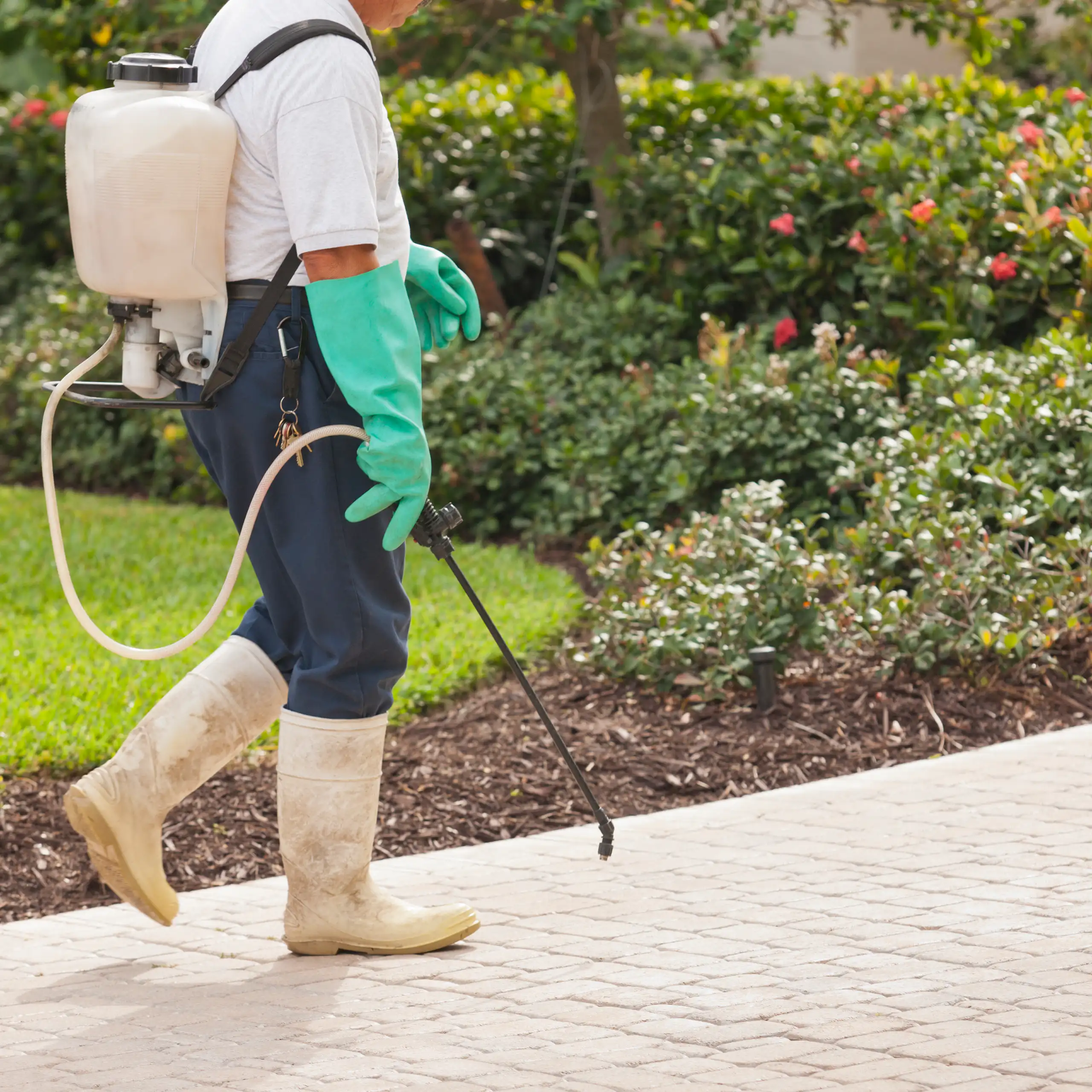 Person applying weed killer to garden.
