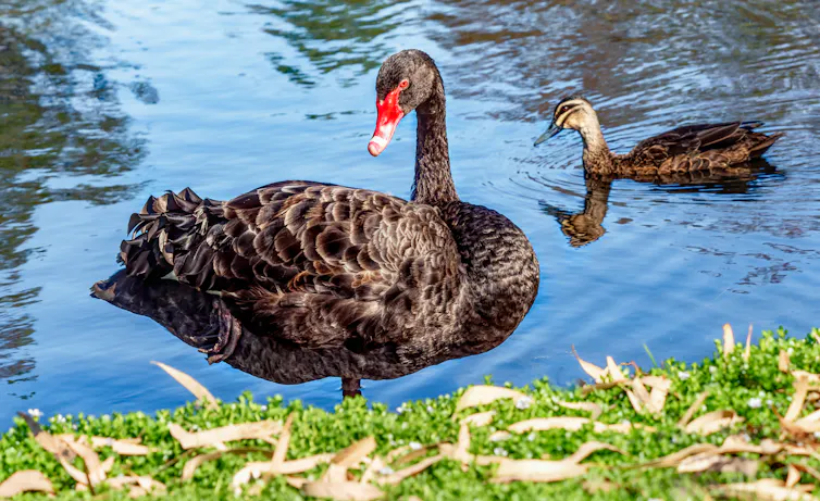 a black swan standing on lake bank and a wild duck paddling behind.