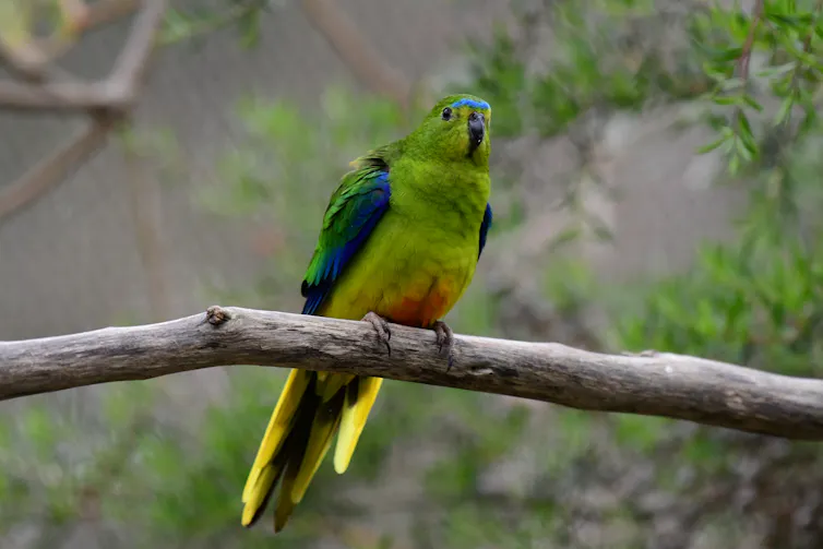 small parrot in a large cage in zoo.