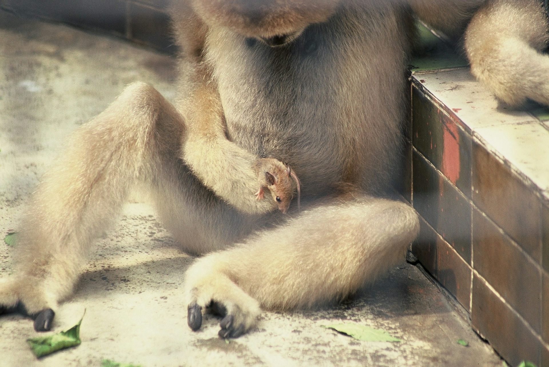Monkeys keep pets too – animal specialist on the world of interspecies friendship