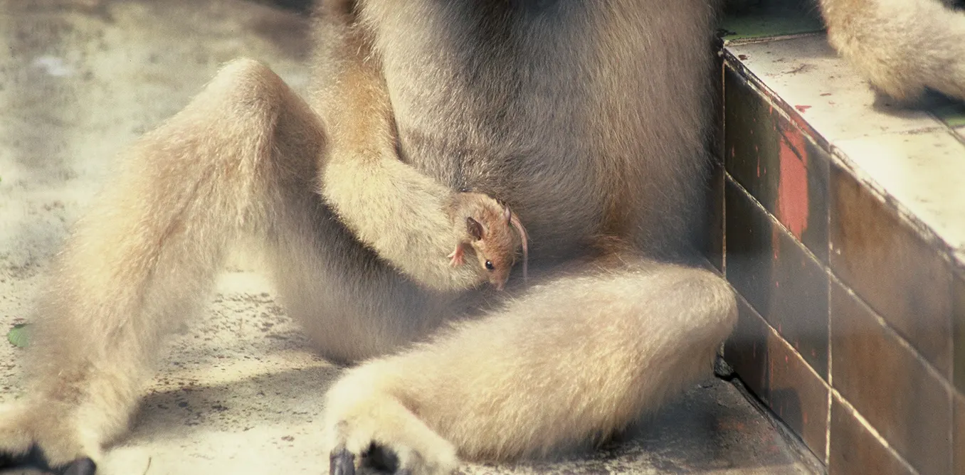 Monkeys keep pets too – animal specialist on the world of interspecies friendship Monkeys keep pets too – animal specialist on the world of interspecies friendship