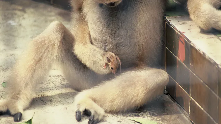 Monkey sitting on the ground holding a mouse