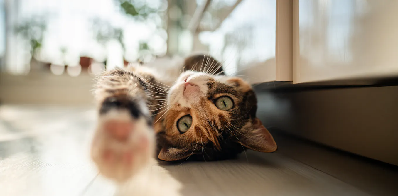 Are cats getting tamer – or is it people who are changing? Are cats getting tamer – or is it people who are changing?