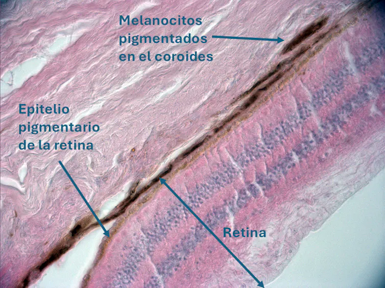 Corte histológico de la retina de Copito