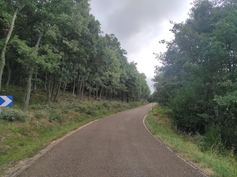 Una carretera a cuyos lados se encuentra un robledal y una zona con hierba corta