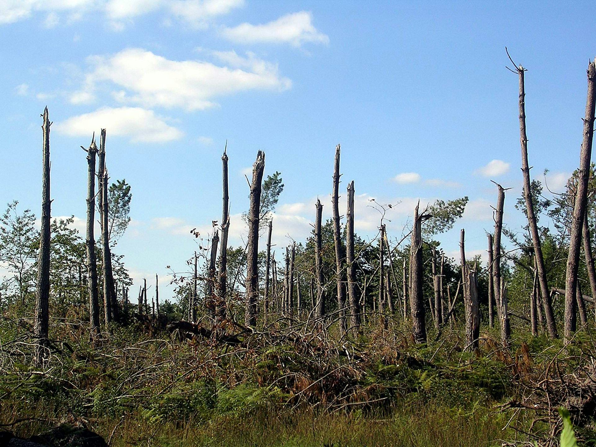 Dégâts de la tempête Klaus sur la forêt des Landes