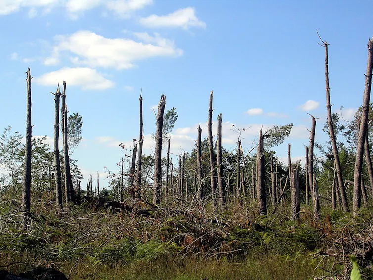 Dégâts de la tempête Klaus sur la forêt des Landes