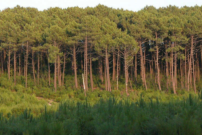Prise de vue de l'orée de la forêt de pins.