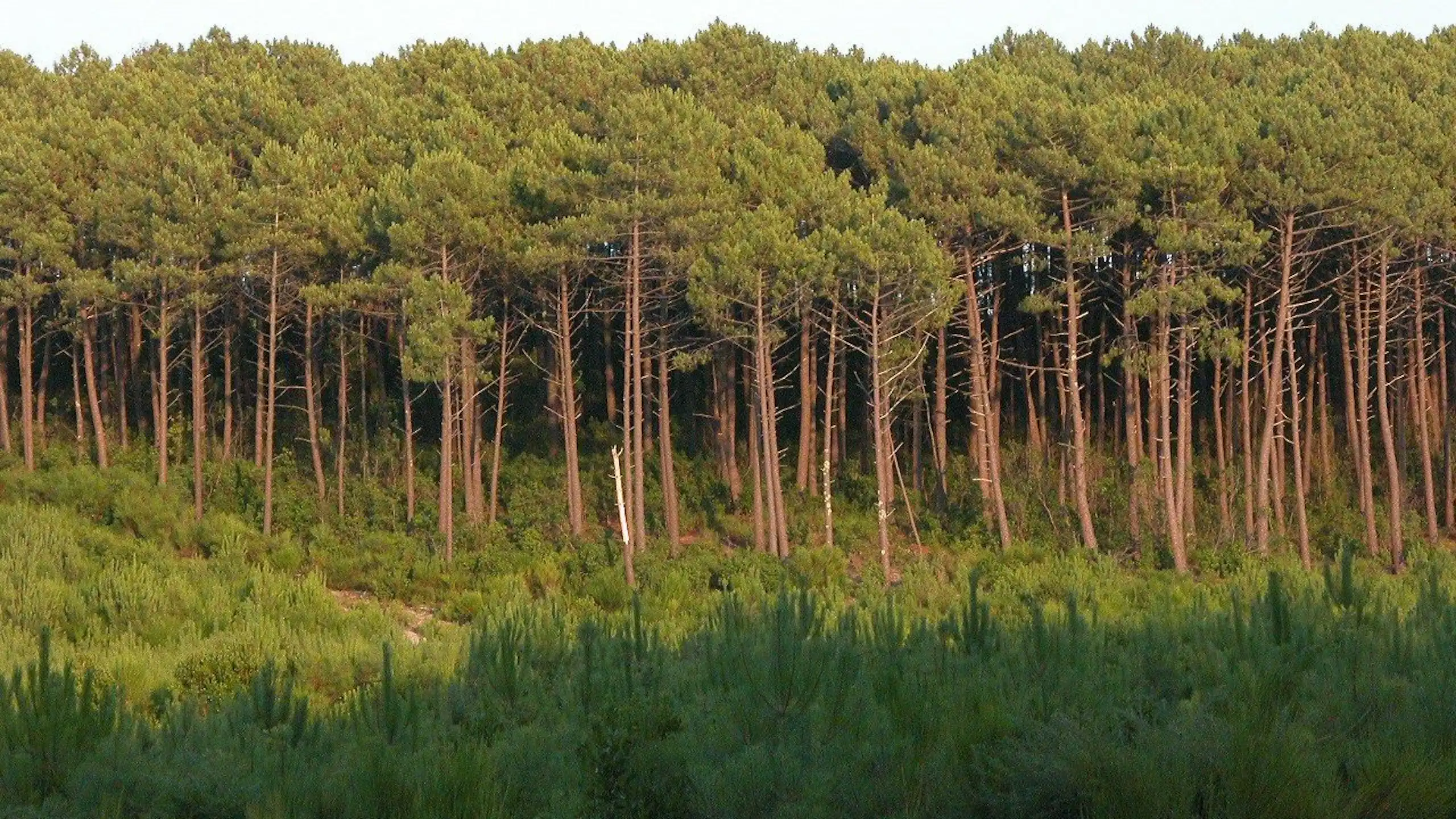 Prise de vue de l'orée de la forêt de pins.