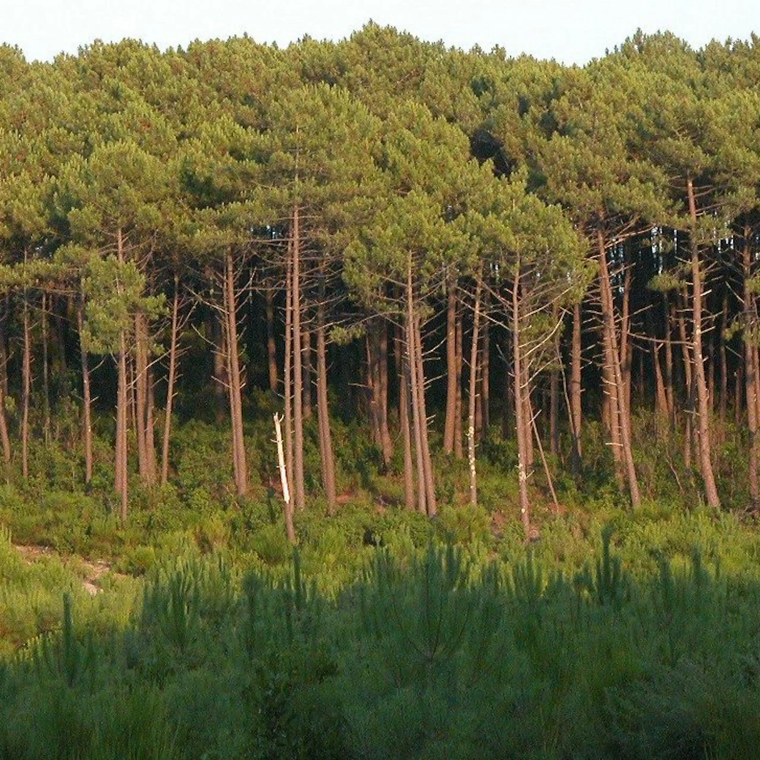 Prise de vue de l'orée de la forêt de pins.
