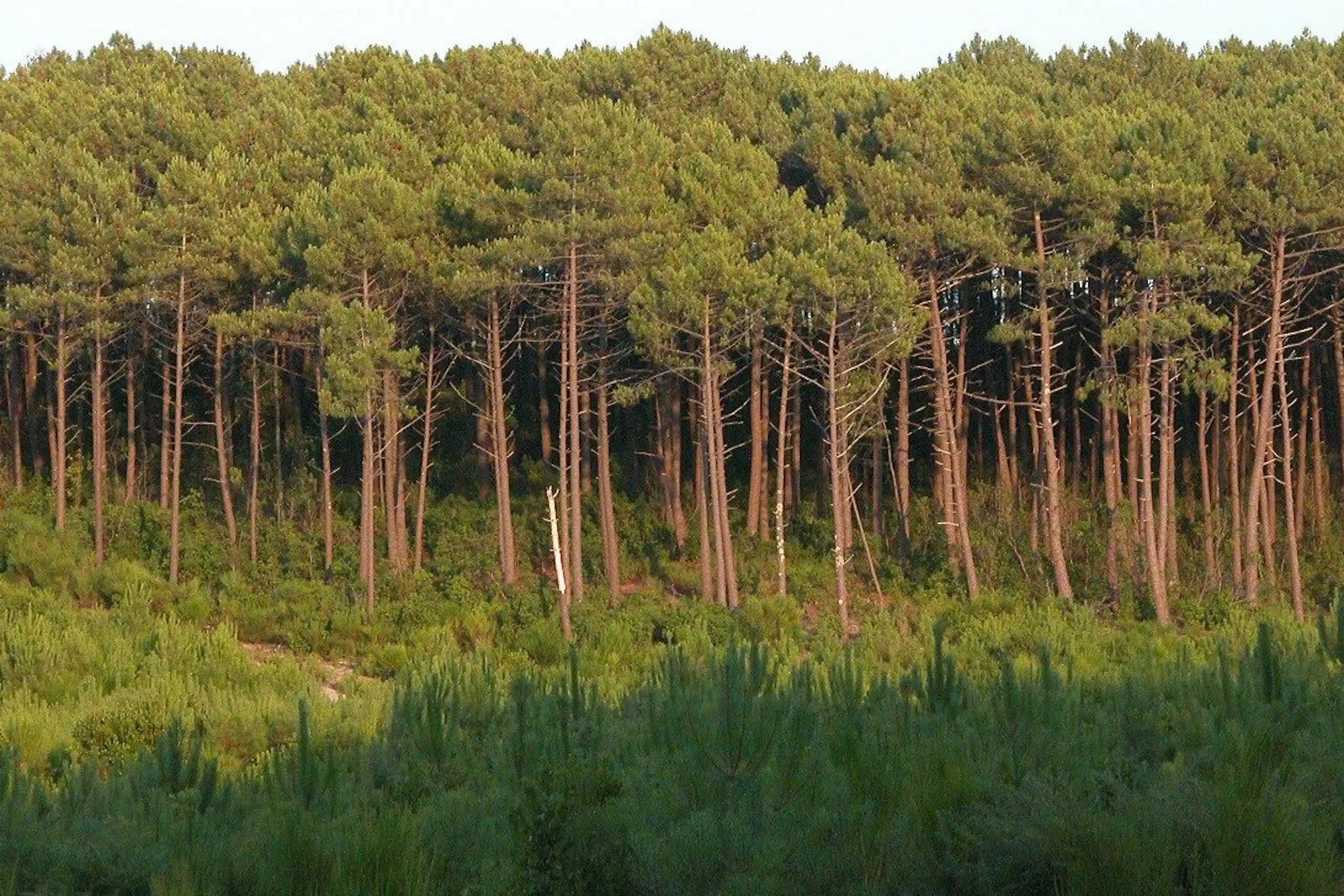 Prise de vue de l'orée de la forêt de pins.