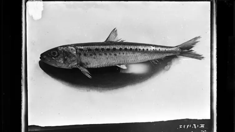 A black and white photo of a fish.