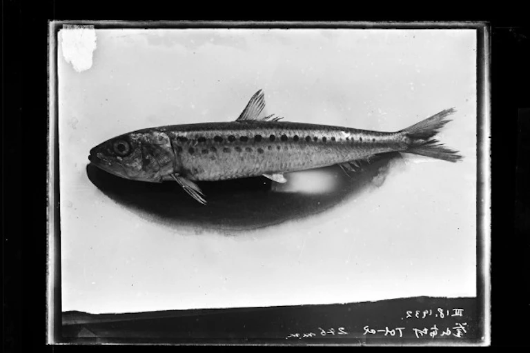 A black and white photo of a fish.