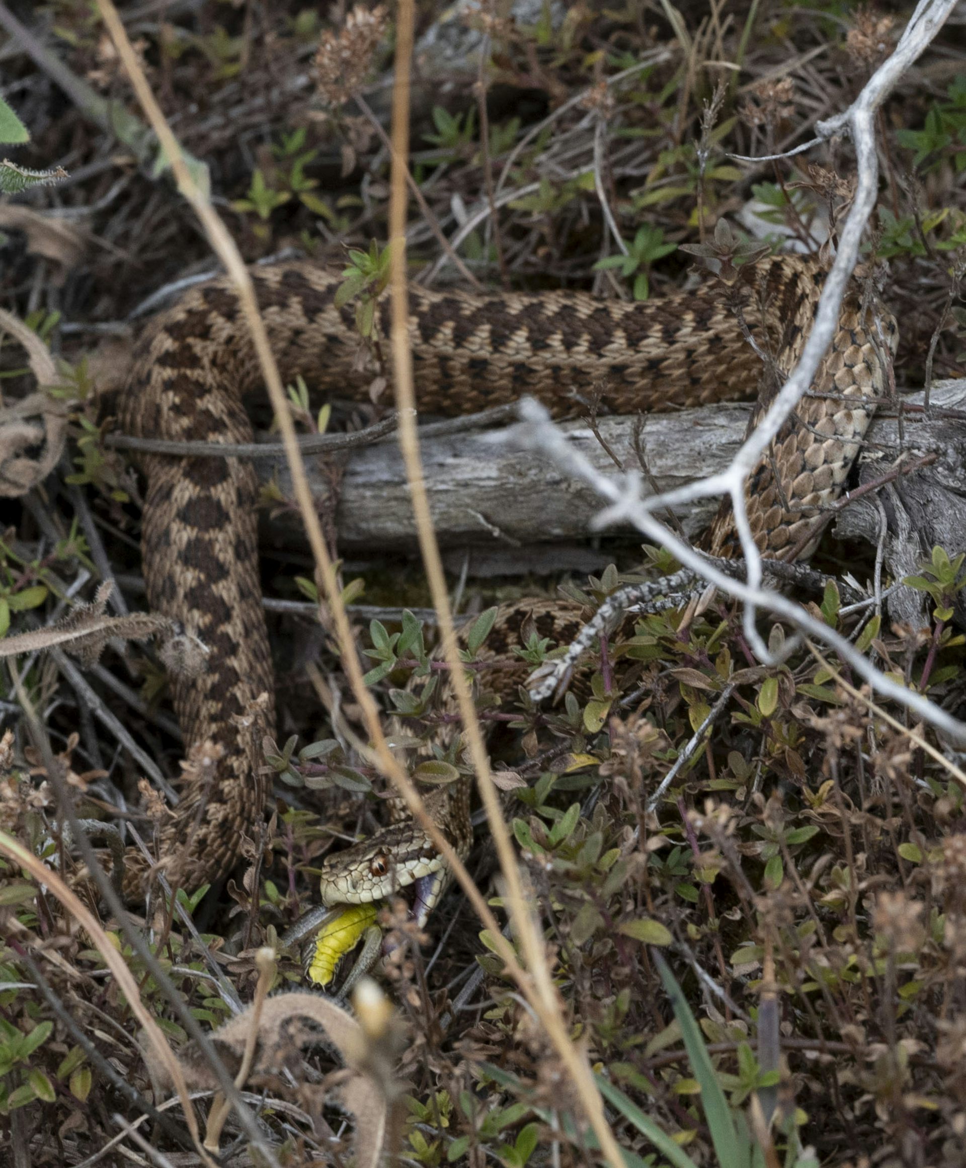 Balkan meadow viper eating a grasshopper.