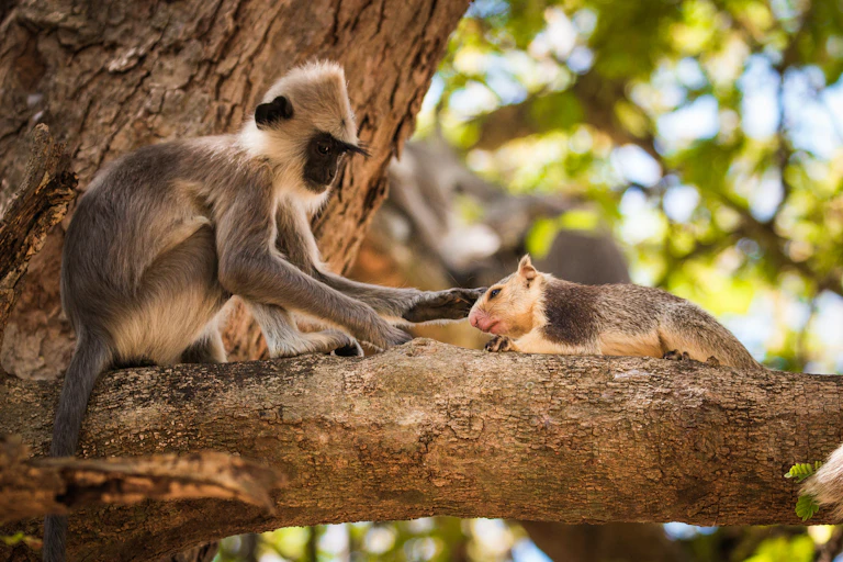 Monkey perched on a tree stroking a squirrel