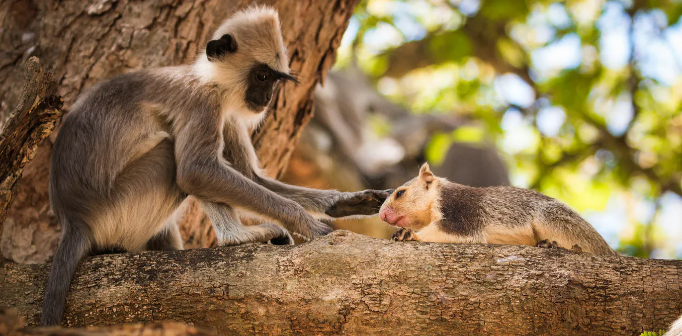 Monkeys keep pets too - animal specialist on the world of interspecies friendship - The Conversation image