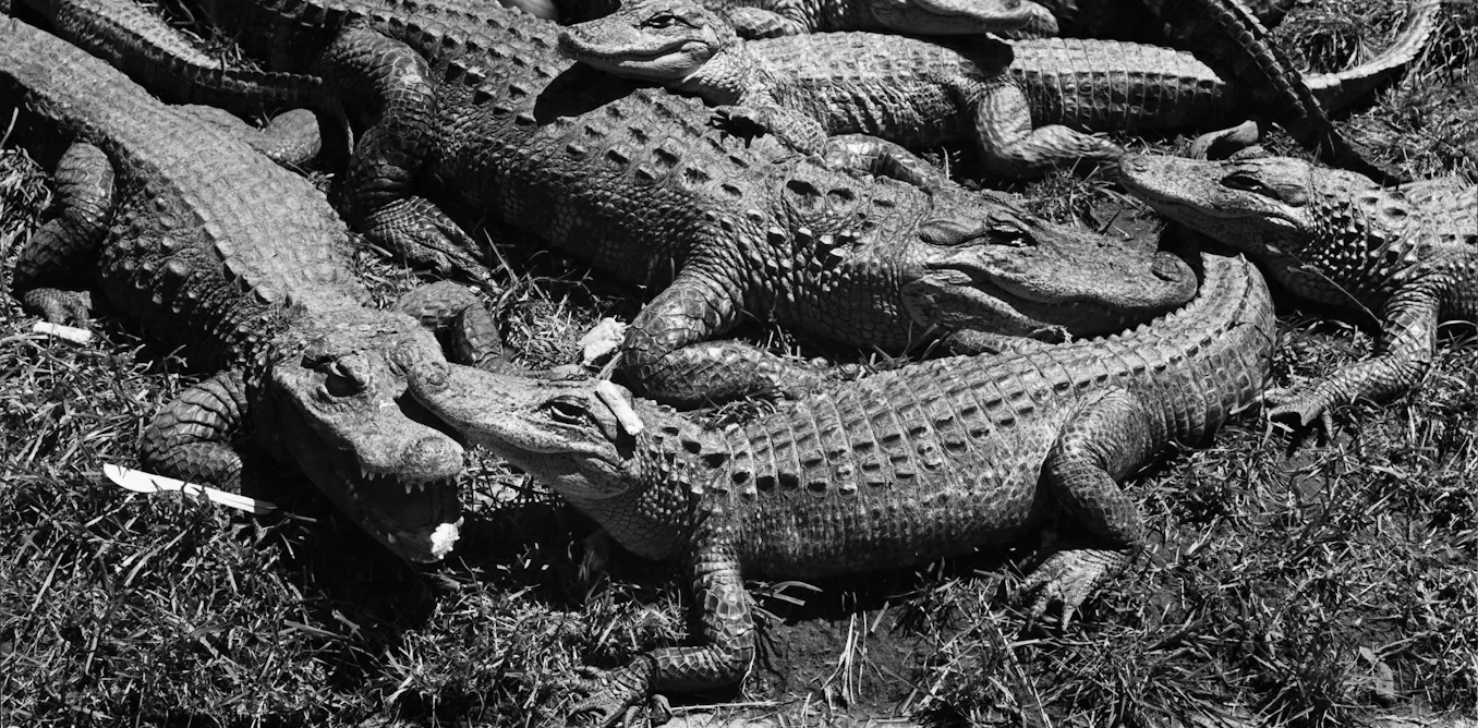 The forgotten racial history of Alligator Alcatraz
