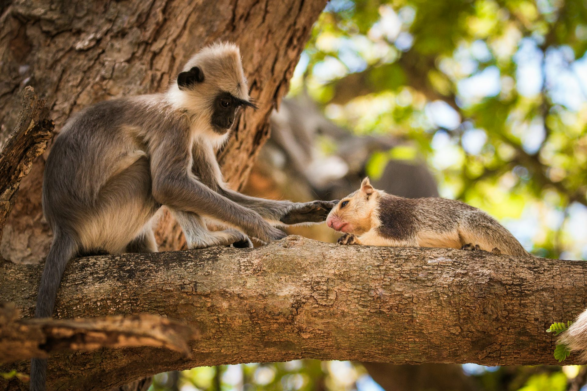 Macaco empoleirado em uma árvore acariciando um esquilo