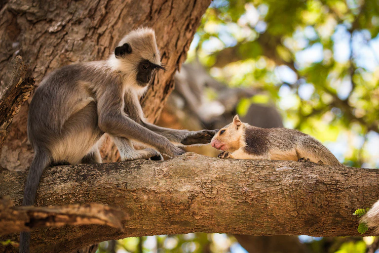 Macaco empoleirado em uma árvore acariciando um esquilo
