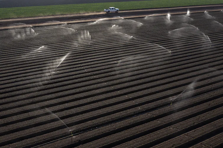 An aerial view of a field with sprinklers spraying water on the crops.