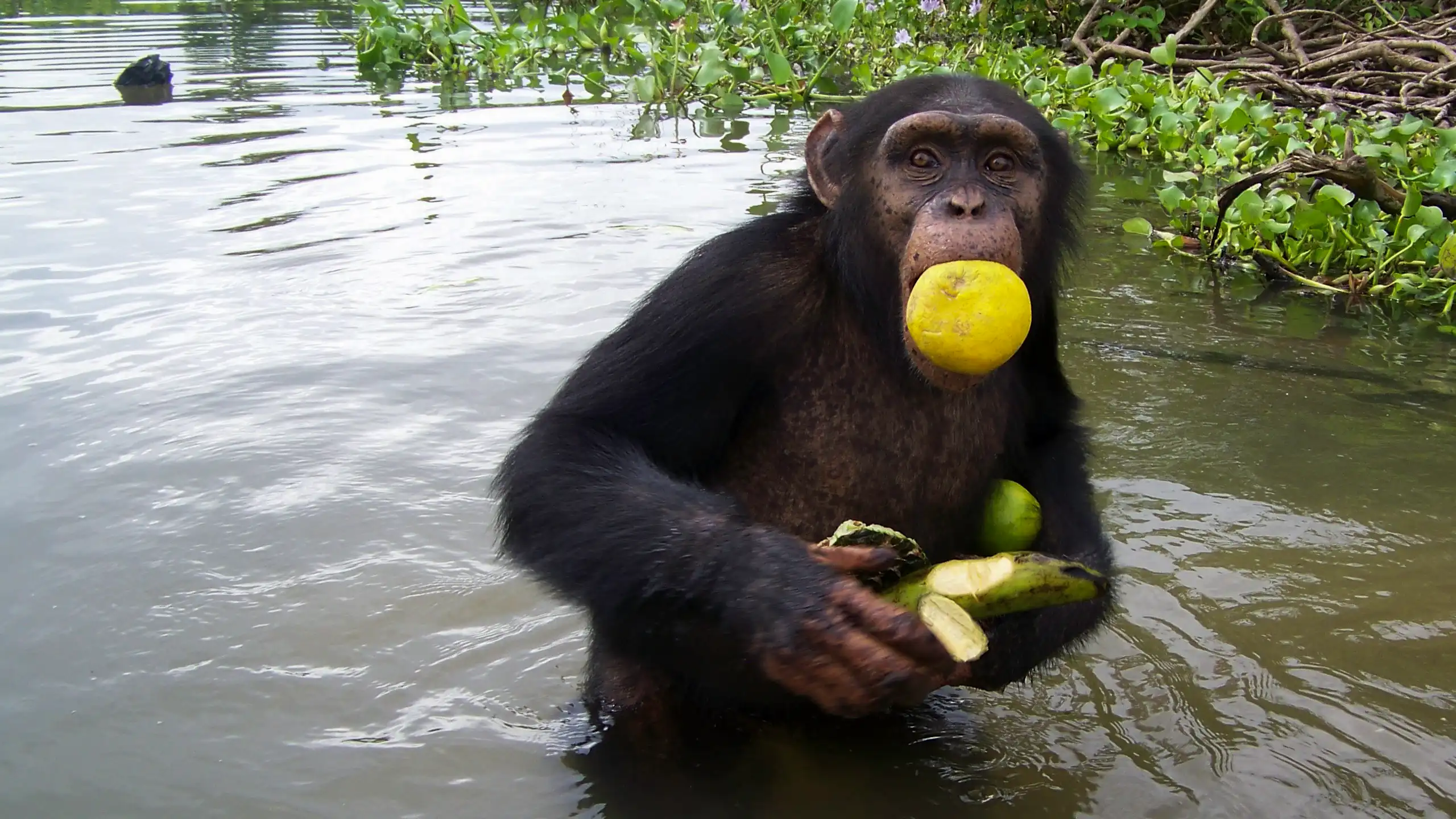 A chimpanzee wading in water, carrying fruit in its hands and mouth.