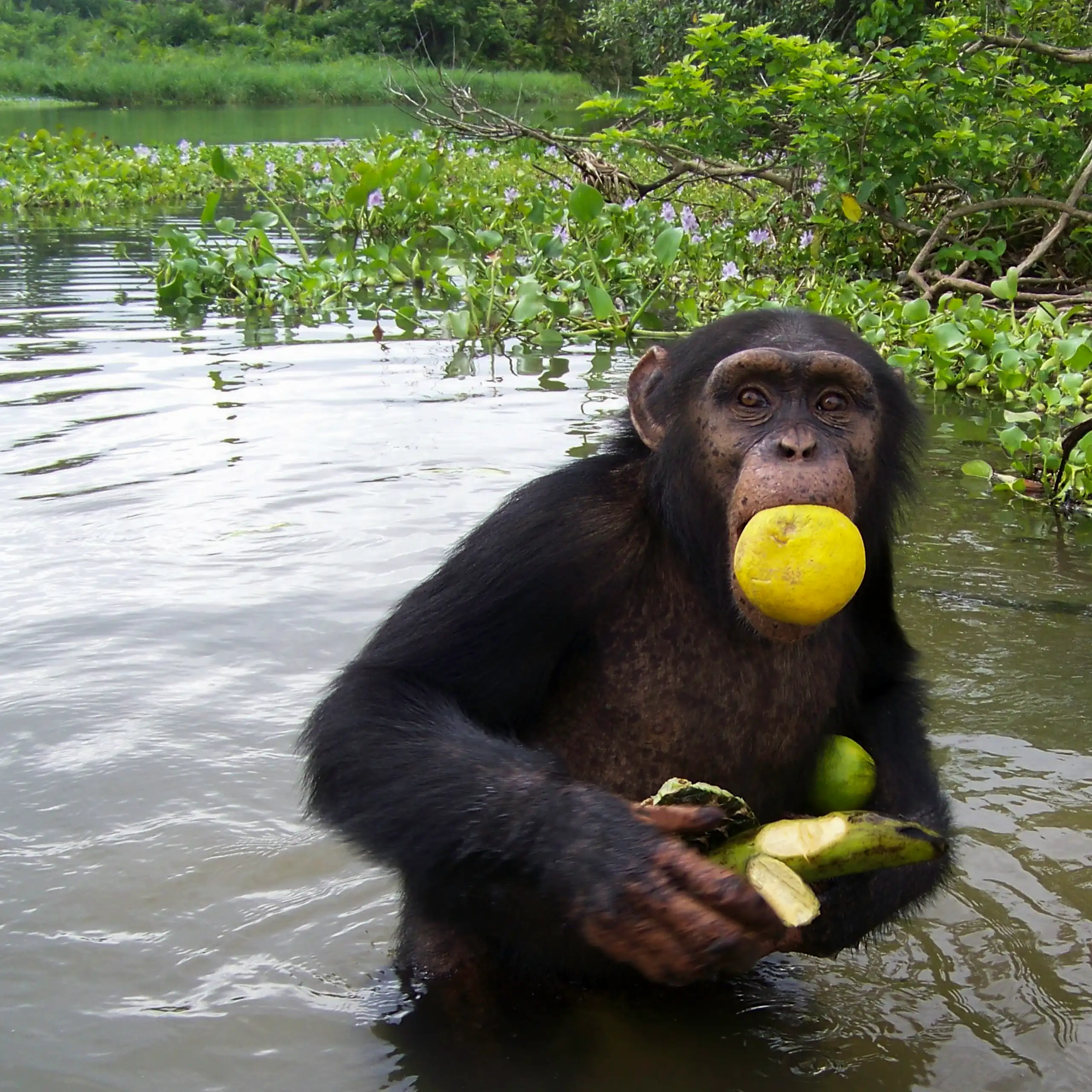 A chimpanzee wading in water, carrying fruit in its hands and mouth.