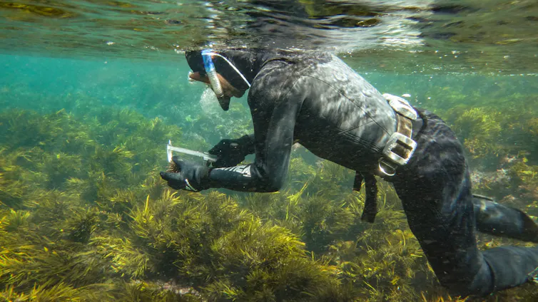 diver measuring sea urchin, crayweed forest behind.