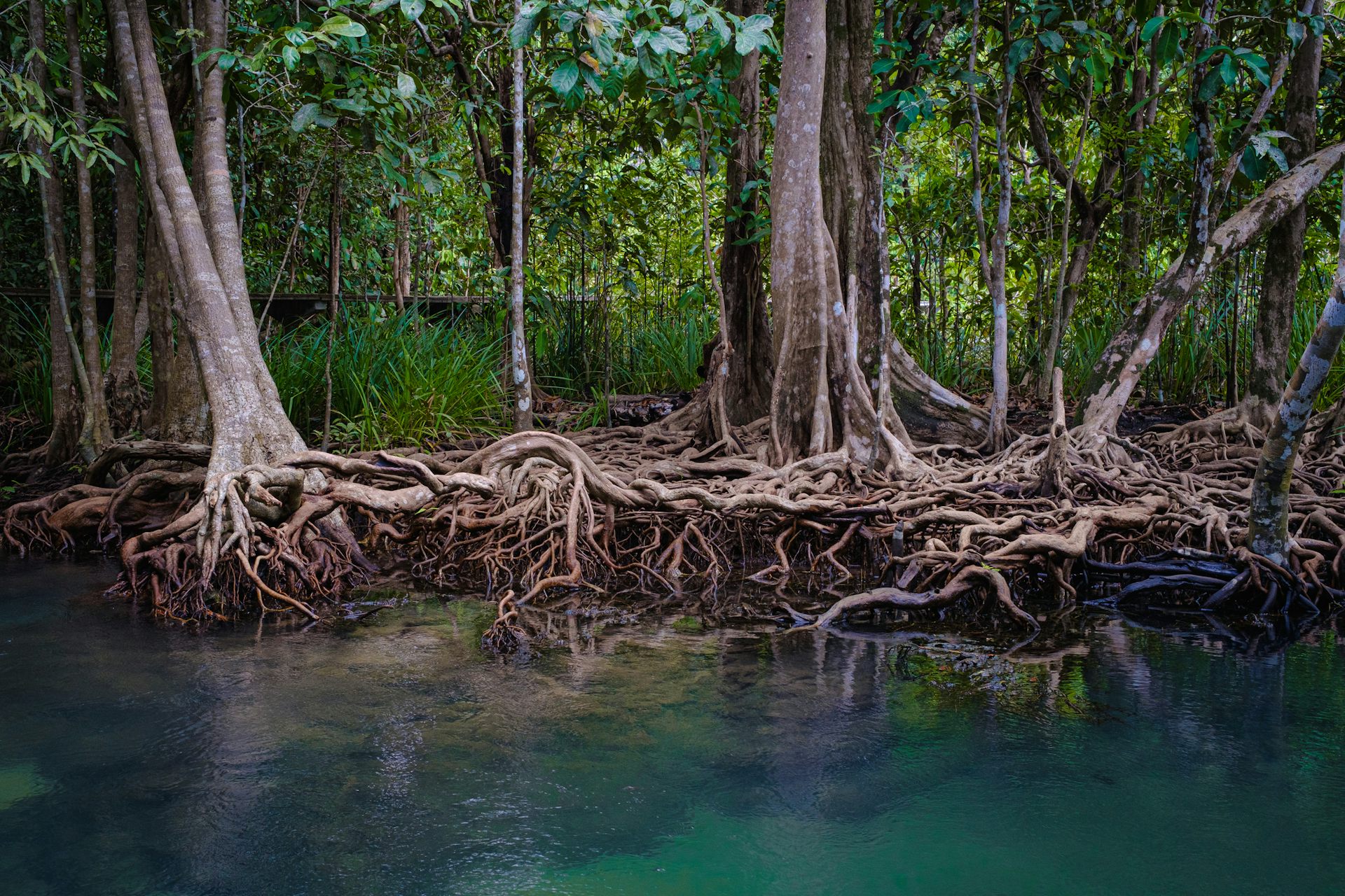 A mangrove forest showing mangrove roots above and below water.