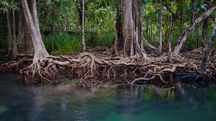 A mangrove forest showing mangrove roots above and below water.