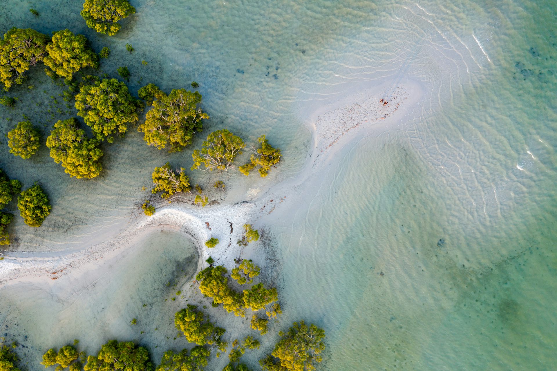 An aerial view of a beach with a mangrove forest at low tide.