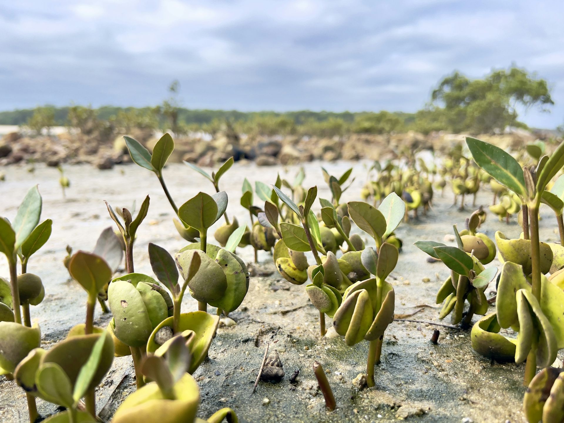 Close-up view of mangrove seedlings growing in a coastal environment.