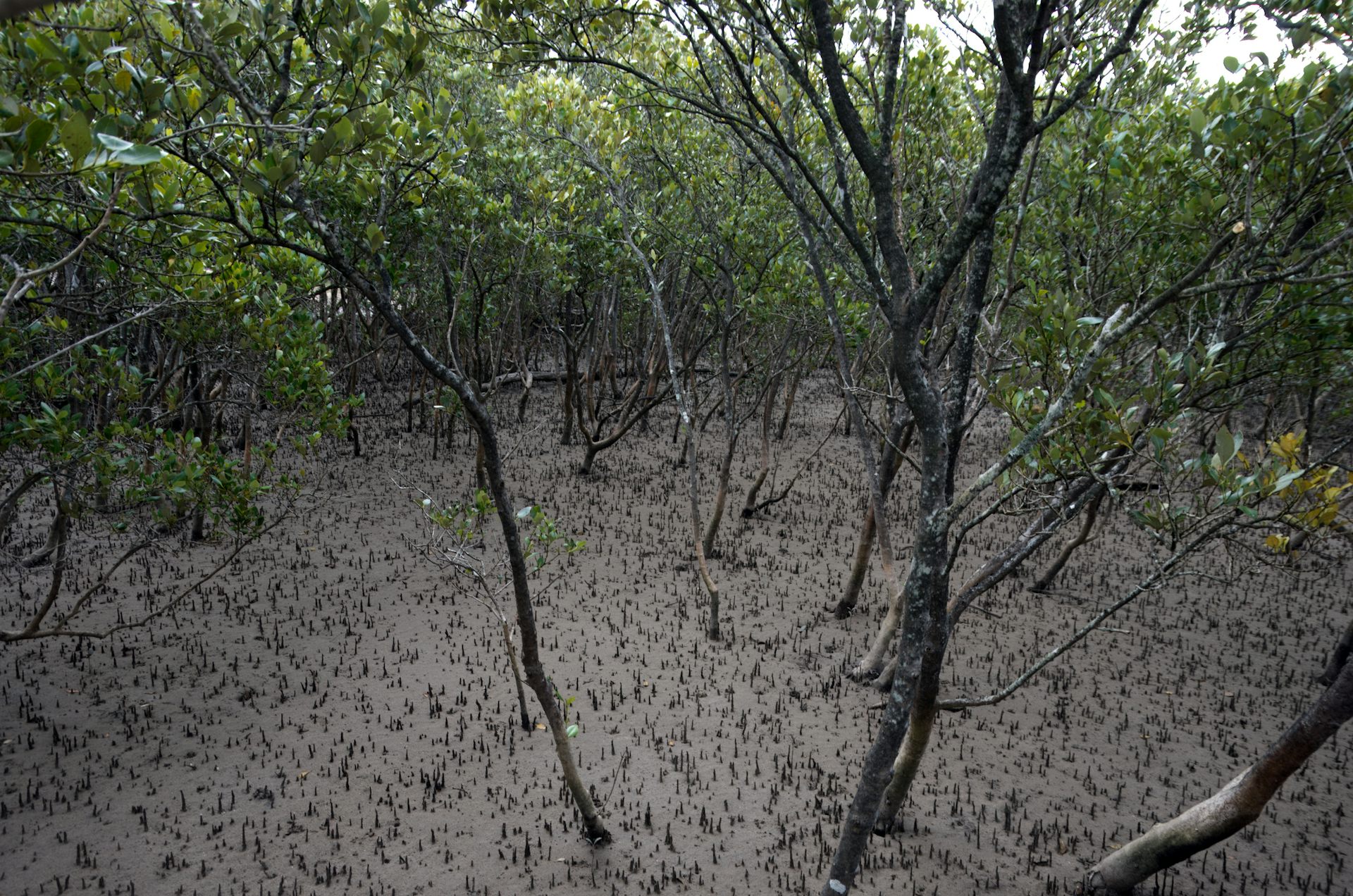 A mangrove forest at low tide.