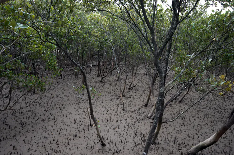 A mangrove forest at low tide.