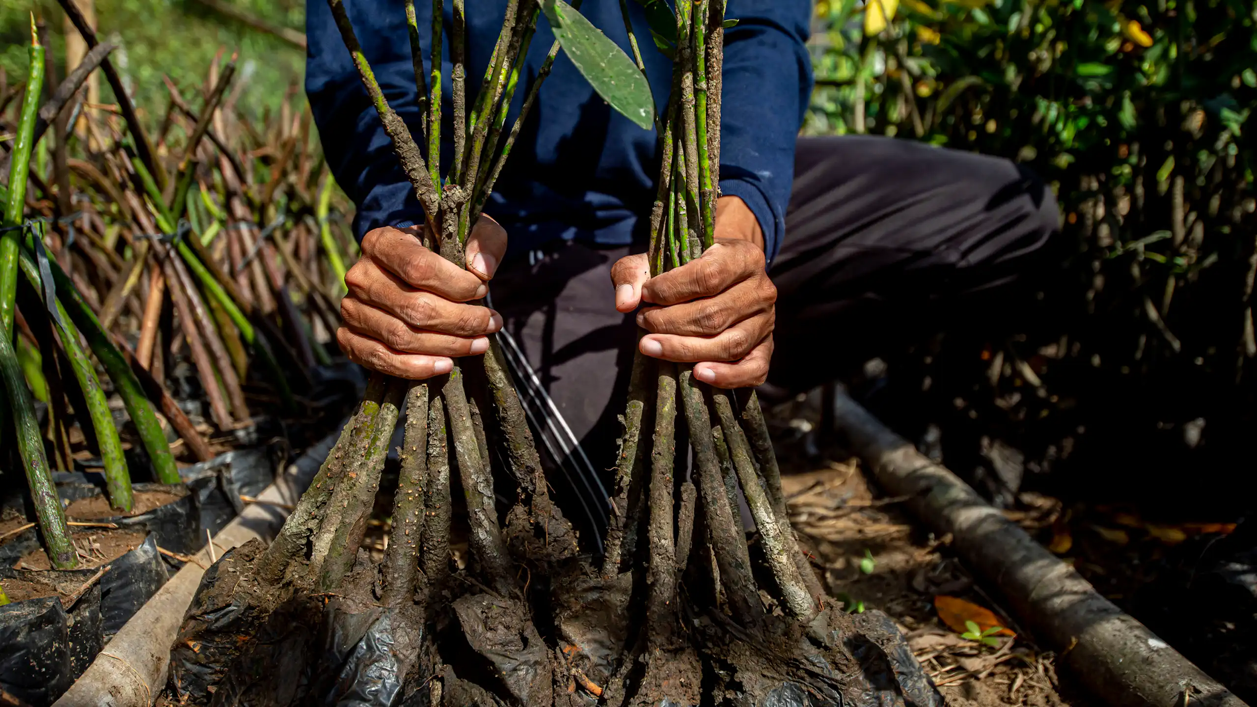 A person planting mangroves in a conservation area in Indonesia.