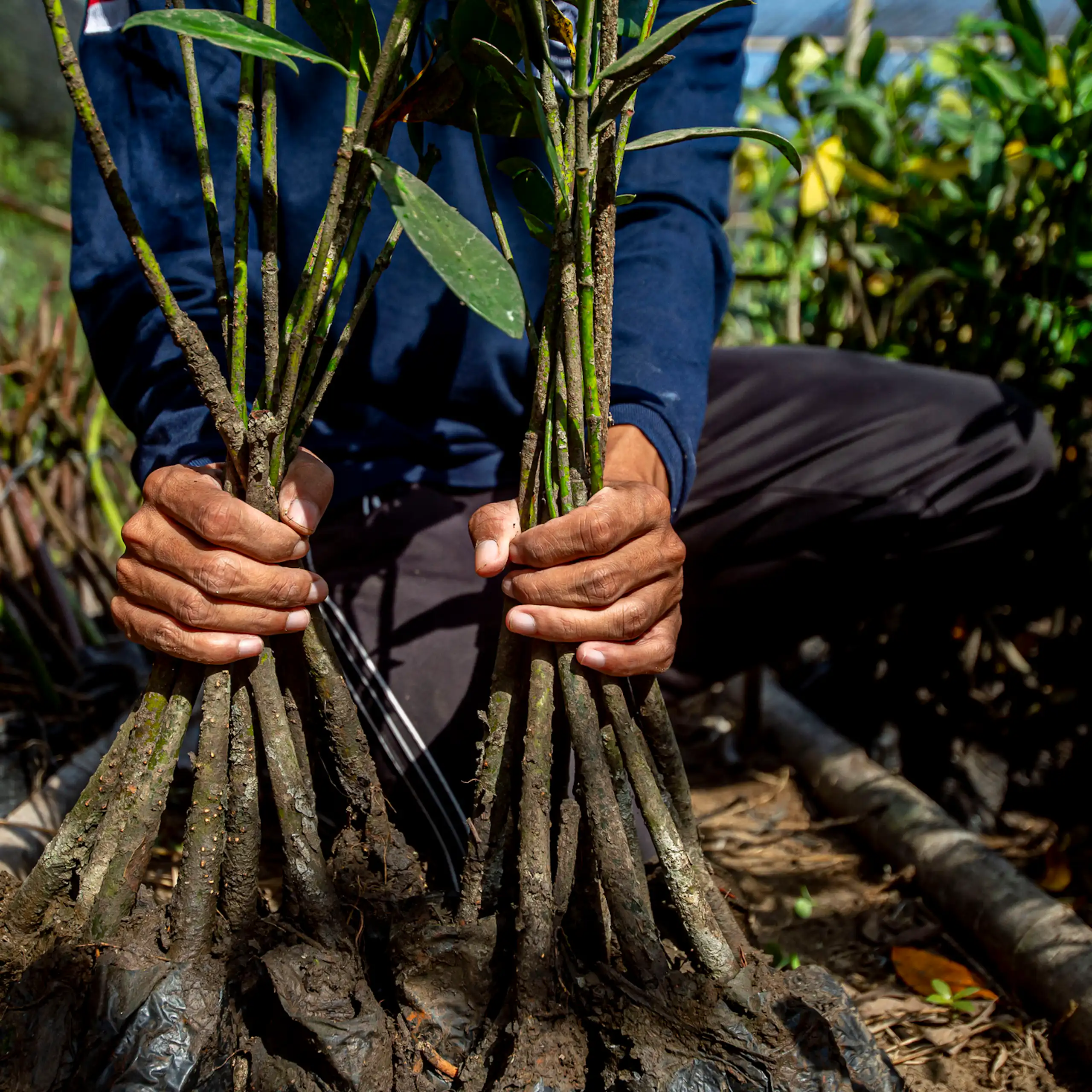A person planting mangroves in a conservation area in Indonesia.