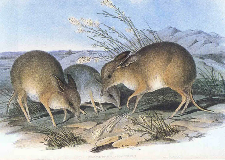 painting of three extinct bandicoots, small brown animals.
