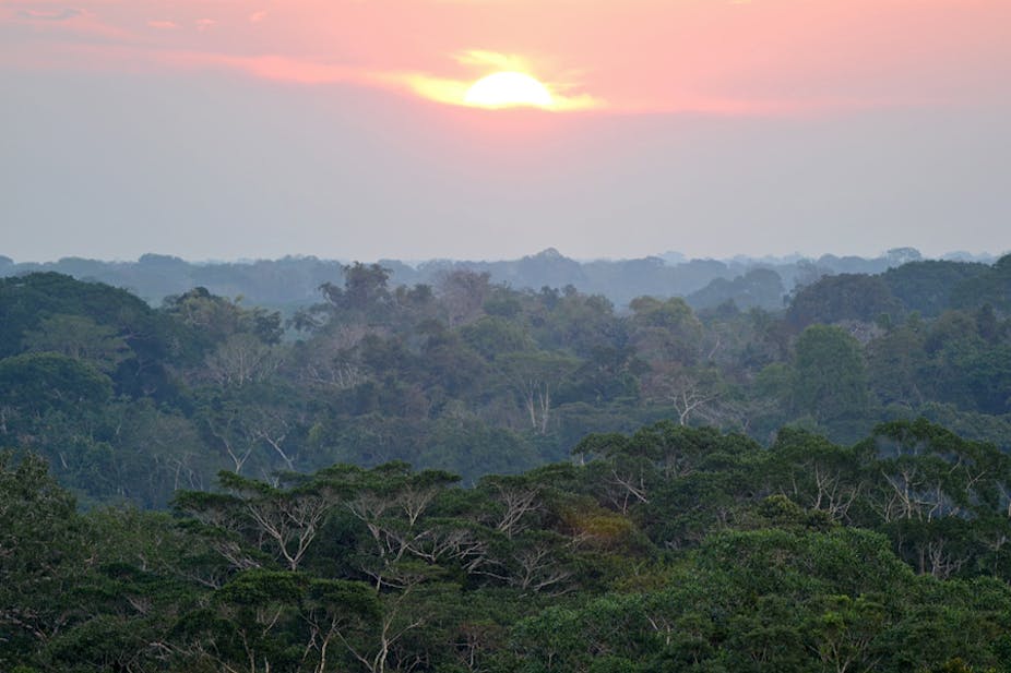 Amazon carbon sink is in decline as trees die off faster