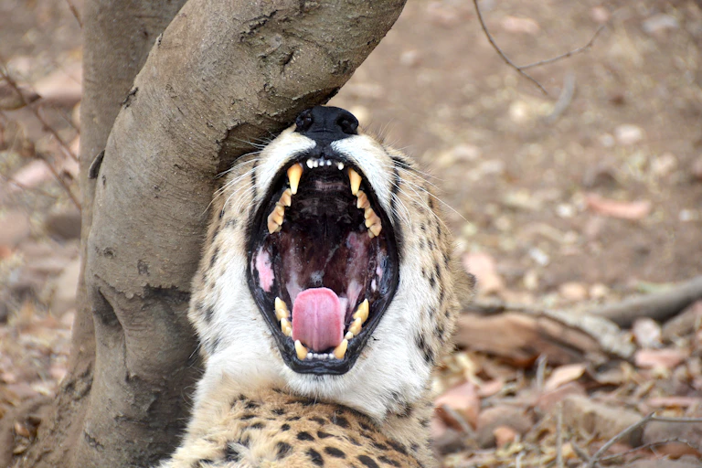 Un guépard bâillant et montrant ses dents.