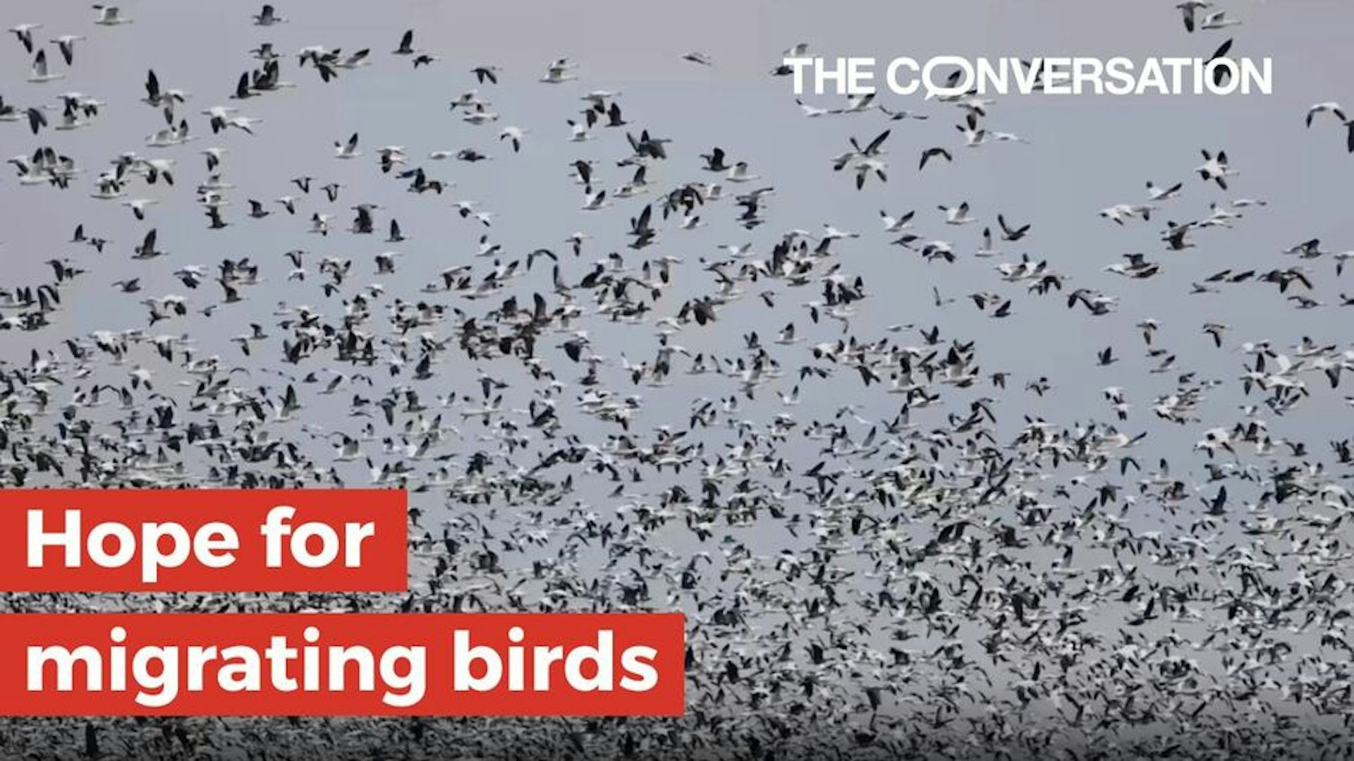 A flock of birds flying. There is text that says, "Hope for migrating birds."