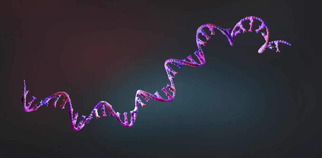 First mRNA flu shot approved by FDA bodes well for improving drugs of the future – though a few hurdles remain before mRNA can move beyond vaccines First mRNA flu shot approved by FDA bodes well for improving drugs of the future – though a few hurdles remain before mRNA can move beyond vaccines